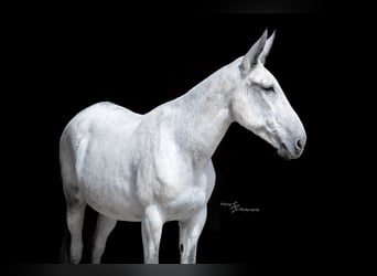 Mule Croisé, Jument, 10 Ans, 168 cm, Gris