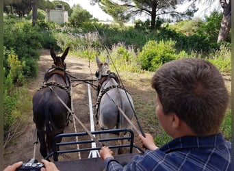 Mule, Jument, 10 Ans