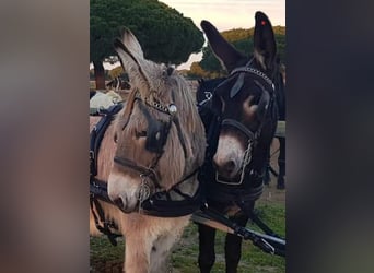 Mule, Jument, 10 Ans