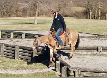 Mule, Jument, 10 Ans, Isabelle