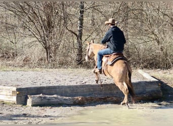 Mule, Jument, 10 Ans, Isabelle