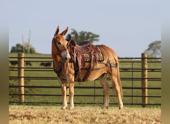 Mule, Jument, 11 Ans, 142 cm, Alezan cuivré
