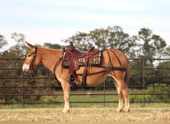 Mule, Jument, 11 Ans, 142 cm, Alezan cuivré