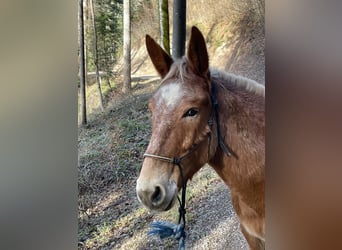 Mule, Jument, 11 Ans, 142 cm, Léopard