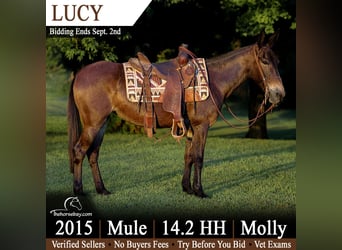 Mule, Jument, 11 Ans, 150 cm, Bai cerise