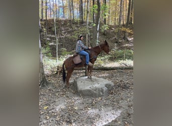 Mule, Jument, 11 Ans, 152 cm, Alezan brûlé