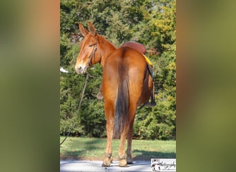 Mule, Jument, 11 Ans, 152 cm, Alezan brûlé
