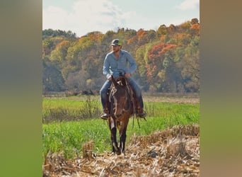 Mule, Jument, 11 Ans, 152 cm, Bai cerise