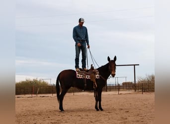 Mule, Jument, 11 Ans, 152 cm, Bai