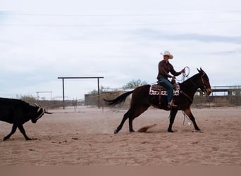 Mule, Jument, 11 Ans, 152 cm, Bai