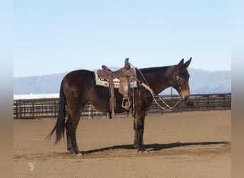 Mule, Jument, 11 Ans, 152 cm, Bai