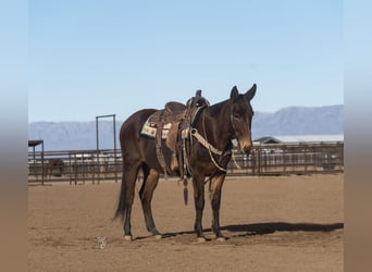 Mule, Jument, 11 Ans, 152 cm, Bai