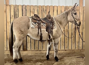 Mule, Jument, 11 Ans, 152 cm, Isabelle
