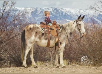 Mule, Jument, 11 Ans, 152 cm, Roan-Bay