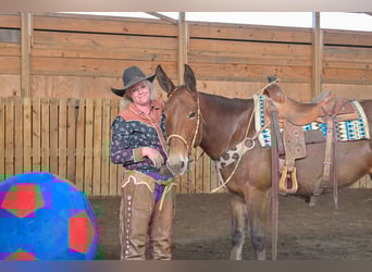 Mule, Jument, 11 Ans, 155 cm, Roan-Bay