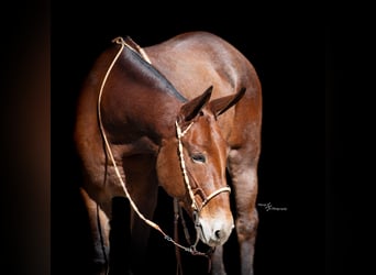 Mule, Jument, 11 Ans, 155 cm, Roan-Bay