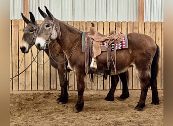 Mule, Jument, 11 Ans, 163 cm, Bai cerise