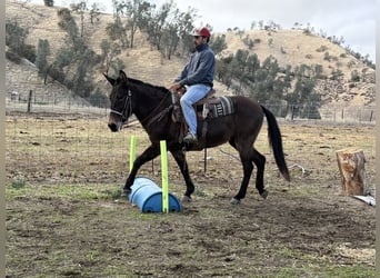 Mule, Jument, 11 Ans, Grullo