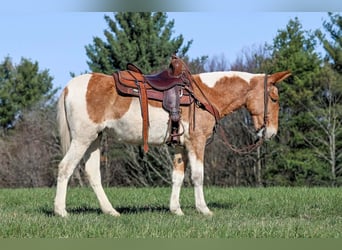 Mule, Jument, 12 Ans, 150 cm, Pinto