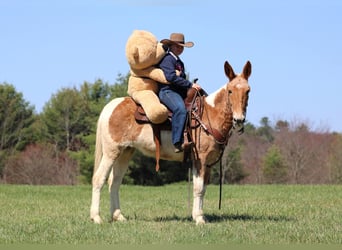 Mule, Jument, 12 Ans, 150 cm, Pinto