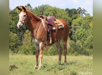 Mule, Jument, 12 Ans, 152 cm, Alezan cuivré