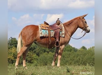 Mule, Jument, 12 Ans, 152 cm, Alezan cuivré