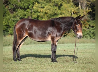 Mule, Jument, 12 Ans, 152 cm, Bai cerise