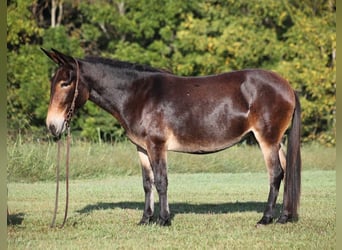 Mule, Jument, 12 Ans, 152 cm, Bai cerise