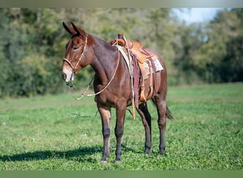 Mule, Jument, 12 Ans, 155 cm, Roan-Bay