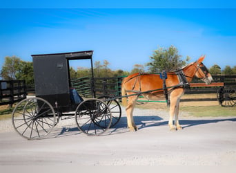 Mule, Jument, 12 Ans, Alezan cuivré