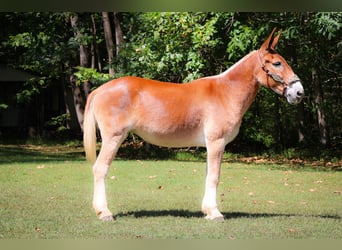 Mule, Jument, 12 Ans, Alezan cuivré