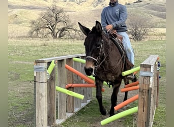 Mule, Jument, 12 Ans, Grullo