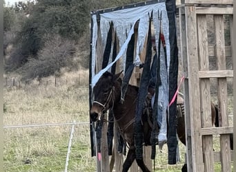 Mule, Jument, 12 Ans, Grullo