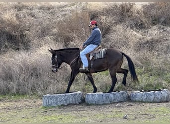 Mule, Jument, 12 Ans, Grullo
