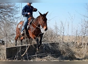 Mule, Jument, 13 Ans, 142 cm, Bai cerise