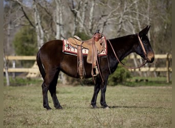 Mule, Jument, 13 Ans, 142 cm, Noir