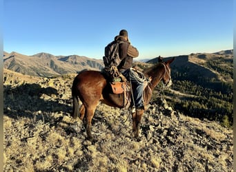 Mule, Jument, 13 Ans, 150 cm, Roan-Bay