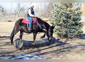 Mule, Jument, 13 Ans, 173 cm, Noir