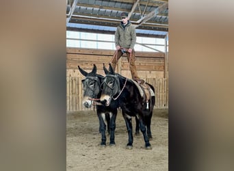 Mule, Jument, 13 Ans, 175 cm, Noir