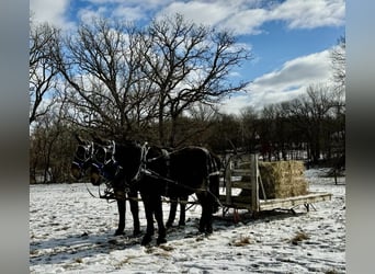 Mule, Jument, 13 Ans, 175 cm, Noir