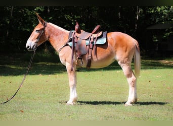 Mule, Jument, 13 Ans, Alezan cuivré