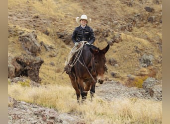 Mule, Jument, 14 Ans, 150 cm, Roan-Bay