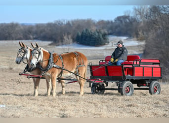 Mule, Jument, 14 Ans, 157 cm