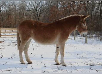 Mule, Jument, 14 Ans, 160 cm, Alezan cuivré