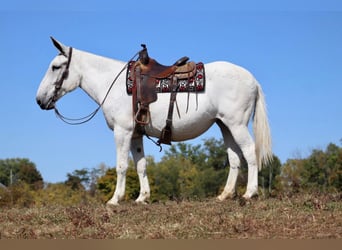 Mule, Jument, 14 Ans, 160 cm, Gris