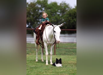 Mule, Jument, 15 Ans, 137 cm, Pinto