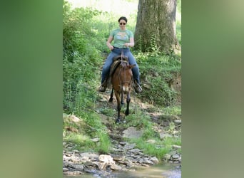 Mule, Jument, 15 Ans, 145 cm, Isabelle