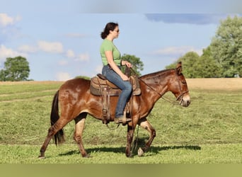 Mule, Jument, 15 Ans, 145 cm, Isabelle