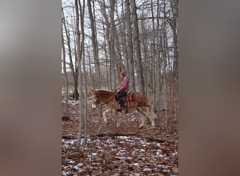 Mule, Jument, 15 Ans, 160 cm, Alezan cuivré