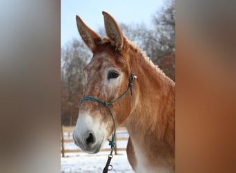 Mule, Jument, 15 Ans, 160 cm, Alezan cuivré